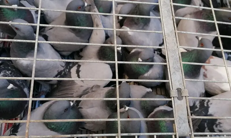 Biofima. Métodos efectivos para el control de aves en entornos urbanos