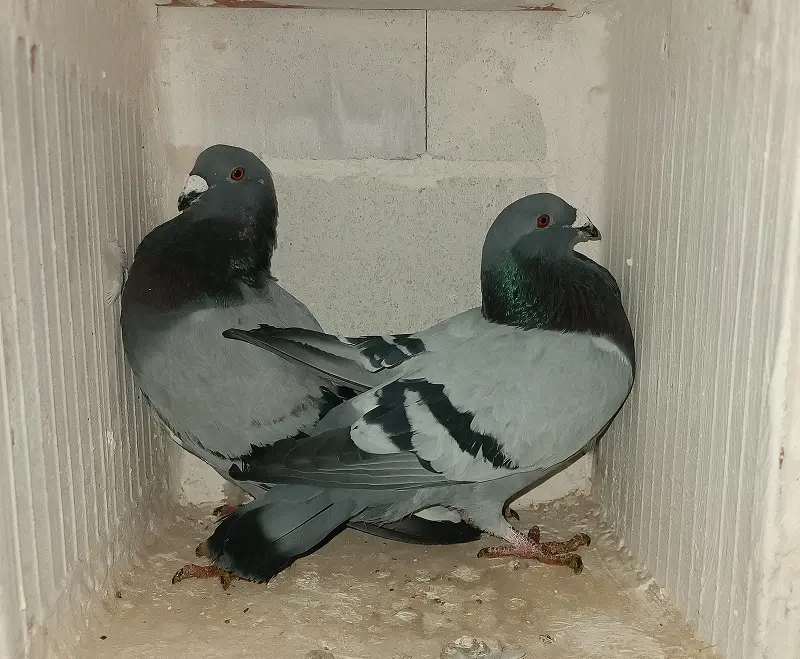 Biofima. Servicios de control de aves en Granada, Almería, Málaga, Jaén, Córdoba y Sevilla