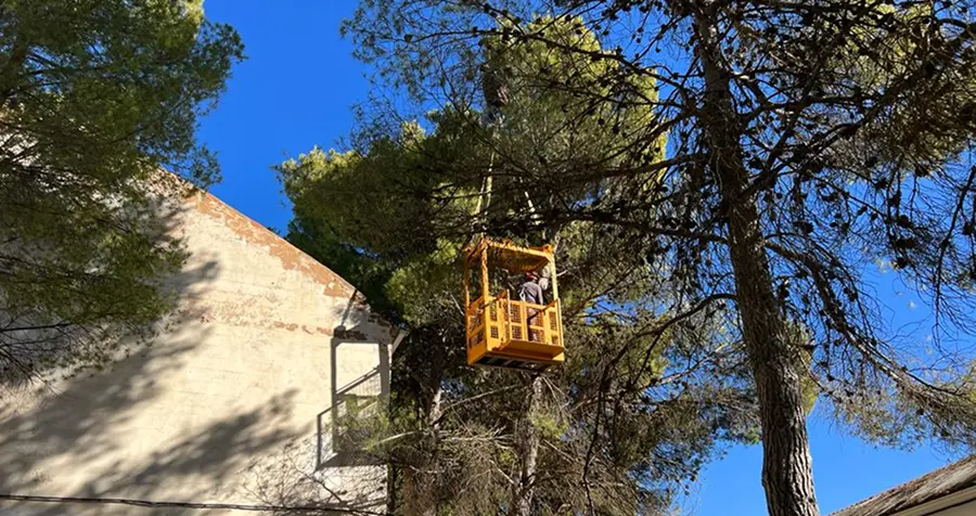 Tratamientos fitosanitarios. Operario controlando plaga de procesionaria en árboles