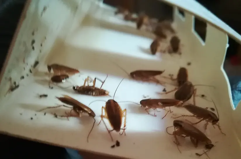 Biofima. Servicios de desinsectación en Granada, Almería, Málaga, Jaén, Córdoba y Sevilla