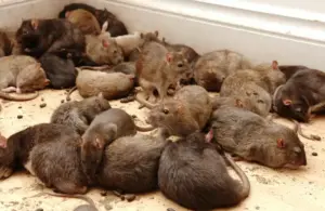 Ratas capturadas tras una desratización